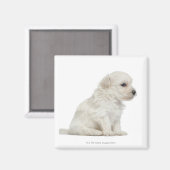 Petit chien lion oder Little Lion Doppy Welpe Magnet (Vorderseite/Rückseite)