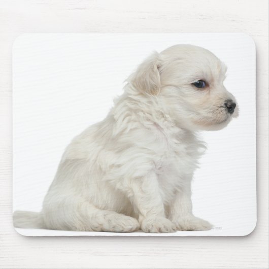 Petit chien lion oder Little Lion Doppy Welpe Mousepad (Vorne)
