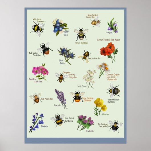 PetitArt | Britische Biene & Wilde Blume Poster (Vorne)