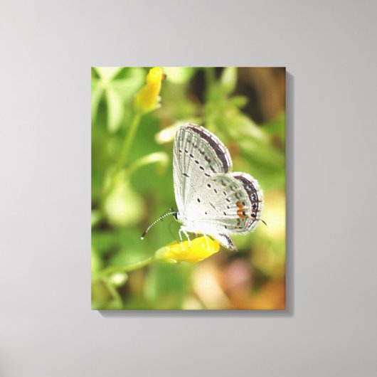 Petite Butterfly Leinwanddruck (Vorderseite)