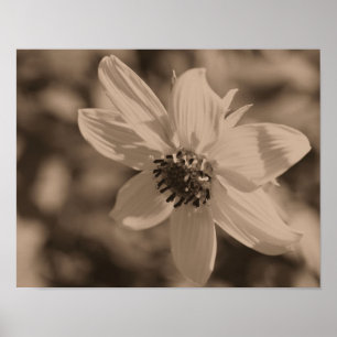 Petite Sunflower in Vintager Sepia Poster