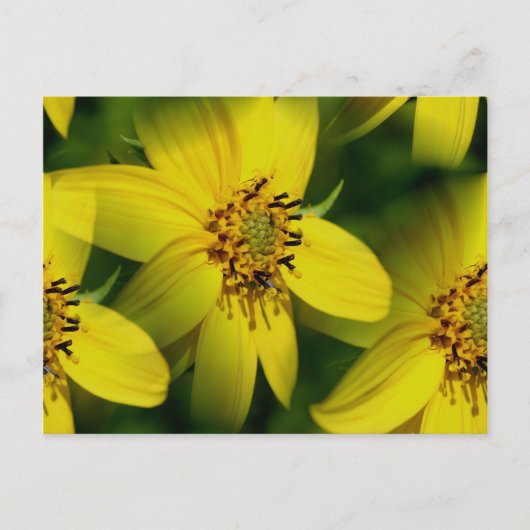 Petite Sunflowers Flower Fotografy Postcard Postkarte (Vorderseite)