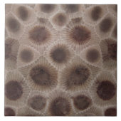 Petoskey Stone Fliese (Vorderseite)