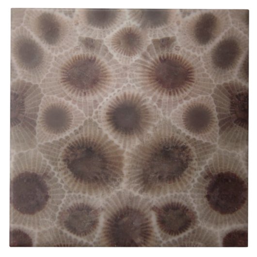 Petoskey Stone Fliese (Vorderseite)