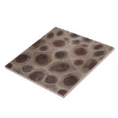 Petoskey Stone Fliese (Seite)