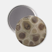 Petoskey Stone Magnet (Vorderseite/Rückseite)