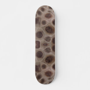 Petoskey Stone, Michigan Staat Stone Skateboard