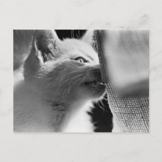 Petra Ferocious Postkarte