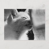 Petra Ferocious Postkarte (Vorderseite)