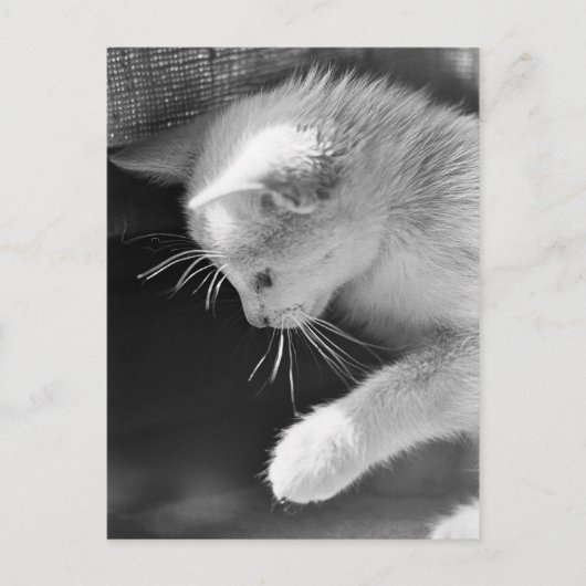 Petra Poised Postkarte (Vorderseite)