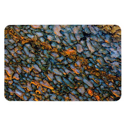 Petrified Dinosaur Bone Magnet (Horizontal)