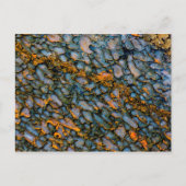 Petrified Dinosaur Bone Postkarte (Vorderseite)