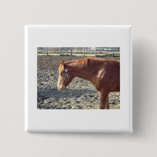 Petty Chestnut Horse Button (Vorderseite)