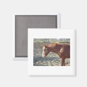 Petty Chestnut Horse Magnet (Vorderseite/Rückseite)