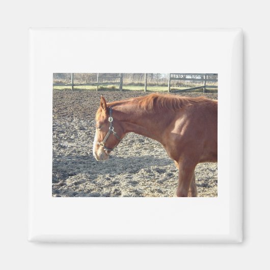Petty Chestnut Horse Magnet (Vorne)