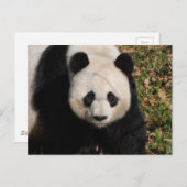 Petulant Panda Bear Postkarte (Vorne/Hinten)