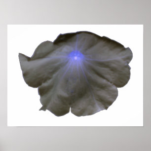 Petunia Black and Blue Poster