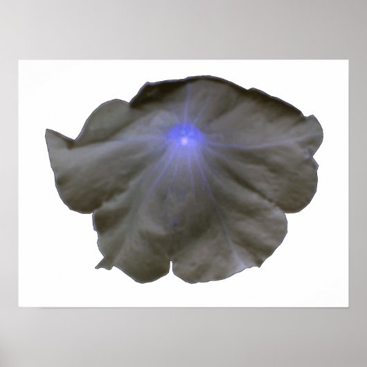 Petunia Black and Blue Poster (Vorne)