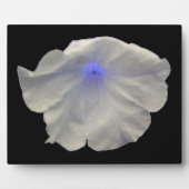 Petunia Blue Glow Plaque Fotoplatte (Vorderseite)