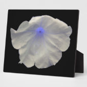 Petunia Blue Glow Plaque Fotoplatte (Seite)