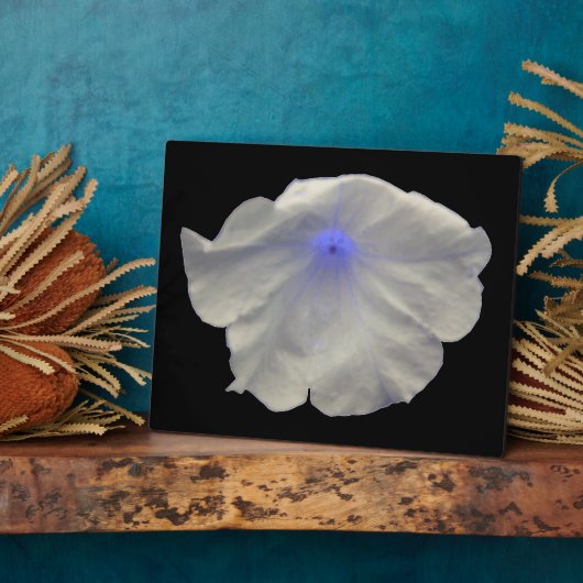Petunia Blue Glow Plaque Fotoplatte (Seite)