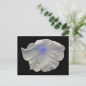 Petunia Blue Glow Postcard Postkarte (Stehend Vorderseite)