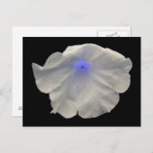 Petunia Blue Glow Postcard Postkarte (Vorne/Hinten)
