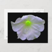 Petunia Bright Green Postcard Postkarte (Vorne/Hinten)