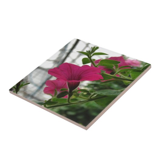 Petunia Fliese (Seite)