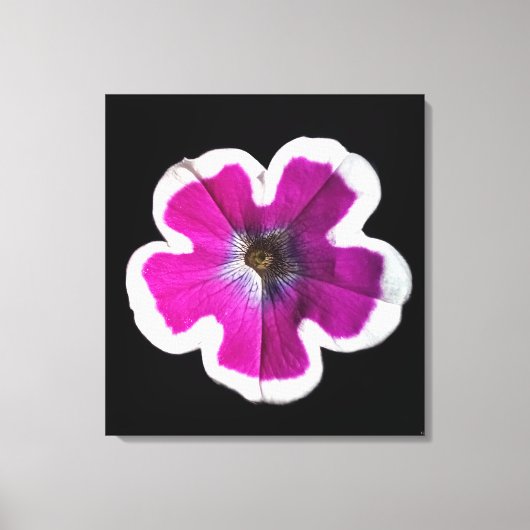Petunia Fotograf Leinwanddruck (Vorderseite)