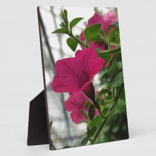 Petunia Fotoplatte (Seite)