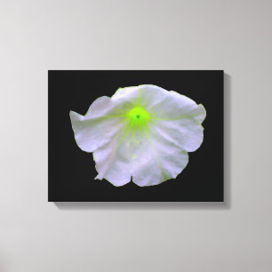 Petunia Green Glow Canvas Print Leinwanddruck