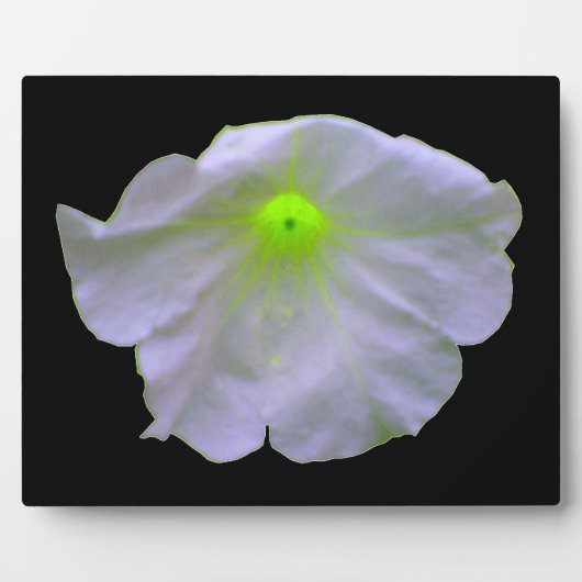 Petunia Green Glow Plaque Fotoplatte (Vorderseite)
