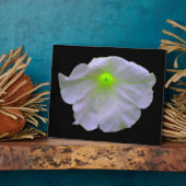Petunia Green Glow Plaque Fotoplatte (Seite)