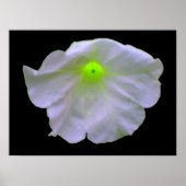 Petunia Green Glow Poster (Vorne)