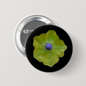 Petunia Green und Blue Button (Vorne & Hinten)