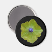 Petunia Green und Blue Magnet (Vorderseite/Rückseite)