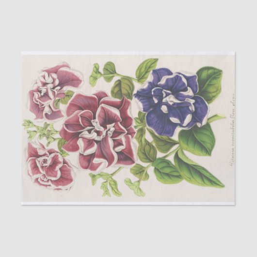 Pétunia Inimitabilis (Hybride), Flore Pleno Seidenpapier (Vorderseite)