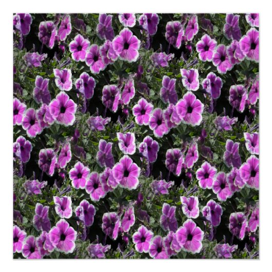 Petunia Land... Poster (Vorderseite)