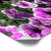 Petunia Land... Poster (Ecke)