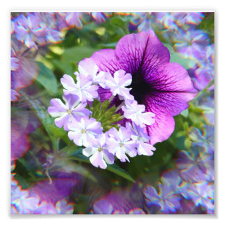Petunia Lila und weiße Blume Fotodrucken Fotodruck
