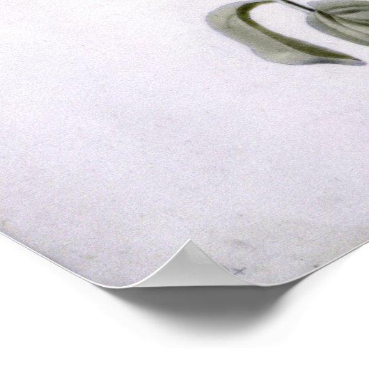 Petunia Poster (Ecke)