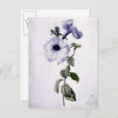 Petunia Postkarte (Vorne/Hinten)
