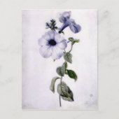 Petunia Postkarte (Vorderseite)