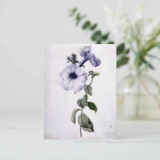 Petunia Postkarte (Stehend Vorderseite)