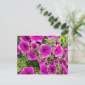 Petunia Postkarte (Stehend Vorderseite)