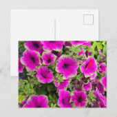 Petunia Postkarte (Vorne/Hinten)