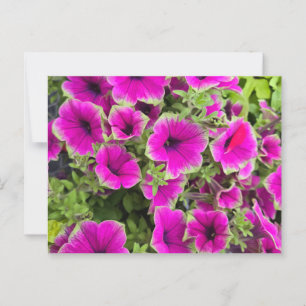 Petunia Postkarte