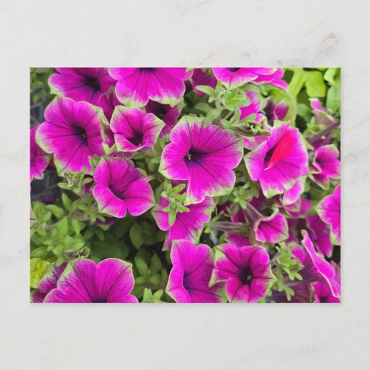 Petunia Postkarte (Vorderseite)