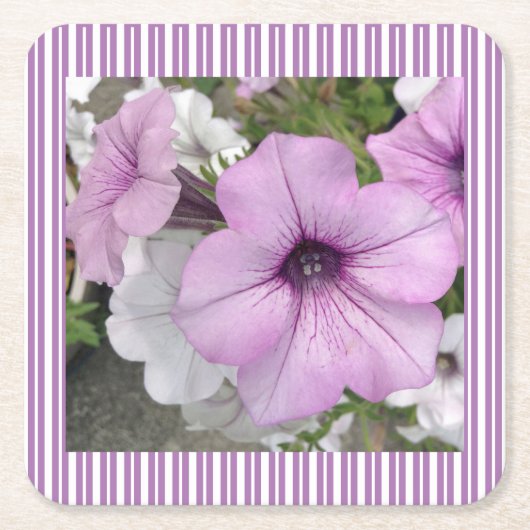 Petunia Striped Paper Untersetzer (Vorderseite)